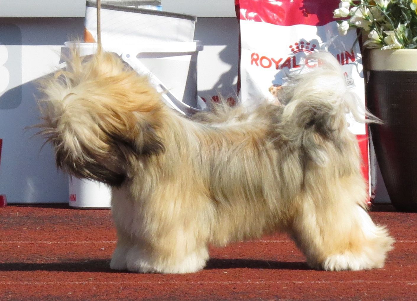 Shih Tzu